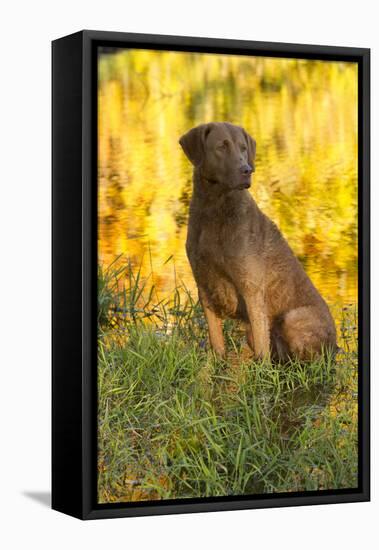 Chesapeake Bay Retriever Retrieving at the Edge of Pond with Autumn Leaf Reflections, Harrisville-Lynn M^ Stone-Framed Stretched Canvas