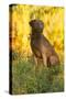 Chesapeake Bay Retriever Retrieving at the Edge of Pond with Autumn Leaf Reflections, Harrisville-Lynn M^ Stone-Stretched Canvas