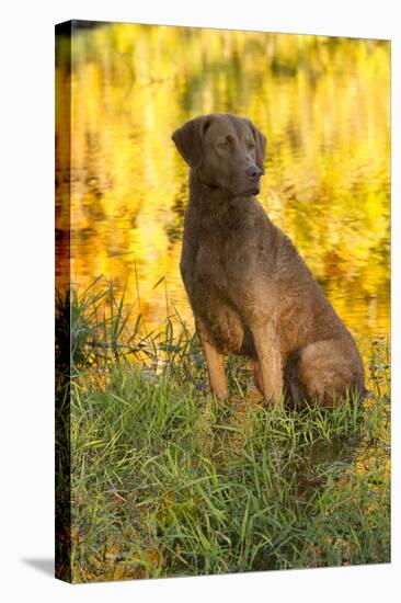 Chesapeake Bay Retriever Retrieving at the Edge of Pond with Autumn Leaf Reflections, Harrisville-Lynn M^ Stone-Stretched Canvas