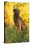 Chesapeake Bay Retriever Retrieving at the Edge of Pond with Autumn Leaf Reflections, Harrisville-Lynn M^ Stone-Stretched Canvas