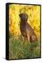 Chesapeake Bay Retriever Retrieving at the Edge of Pond with Autumn Leaf Reflections, Harrisville-Lynn M^ Stone-Framed Stretched Canvas