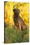 Chesapeake Bay Retriever Retrieving at the Edge of Pond with Autumn Leaf Reflections, Harrisville-Lynn M^ Stone-Stretched Canvas