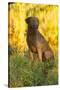 Chesapeake Bay Retriever Retrieving at the Edge of Pond with Autumn Leaf Reflections, Harrisville-Lynn M^ Stone-Stretched Canvas