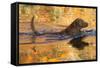 Chesapeake Bay Retriever Retrieving at the Edge of Pond with Autumn Leaf Reflections, Harrisville-Lynn M^ Stone-Framed Stretched Canvas