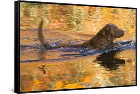 Chesapeake Bay Retriever Retrieving at the Edge of Pond with Autumn Leaf Reflections, Harrisville-Lynn M^ Stone-Framed Stretched Canvas