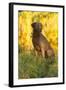 Chesapeake Bay Retriever Retrieving at the Edge of Pond with Autumn Leaf Reflections, Harrisville-Lynn M^ Stone-Framed Photographic Print