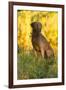 Chesapeake Bay Retriever Retrieving at the Edge of Pond with Autumn Leaf Reflections, Harrisville-Lynn M^ Stone-Framed Photographic Print