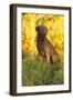 Chesapeake Bay Retriever Retrieving at the Edge of Pond with Autumn Leaf Reflections, Harrisville-Lynn M^ Stone-Framed Photographic Print