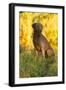 Chesapeake Bay Retriever Retrieving at the Edge of Pond with Autumn Leaf Reflections, Harrisville-Lynn M^ Stone-Framed Photographic Print