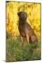 Chesapeake Bay Retriever Retrieving at the Edge of Pond with Autumn Leaf Reflections, Harrisville-Lynn M^ Stone-Mounted Photographic Print