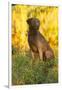 Chesapeake Bay Retriever Retrieving at the Edge of Pond with Autumn Leaf Reflections, Harrisville-Lynn M^ Stone-Framed Photographic Print