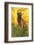 Chesapeake Bay Retriever Retrieving at the Edge of Pond with Autumn Leaf Reflections, Harrisville-Lynn M^ Stone-Framed Photographic Print