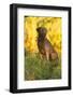 Chesapeake Bay Retriever Retrieving at the Edge of Pond with Autumn Leaf Reflections, Harrisville-Lynn M^ Stone-Framed Photographic Print