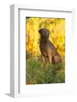 Chesapeake Bay Retriever Retrieving at the Edge of Pond with Autumn Leaf Reflections, Harrisville-Lynn M^ Stone-Framed Photographic Print