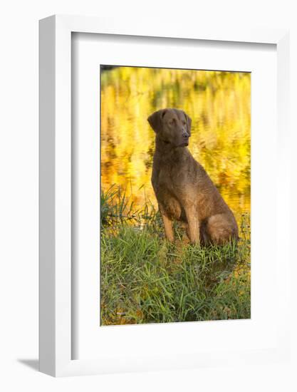 Chesapeake Bay Retriever Retrieving at the Edge of Pond with Autumn Leaf Reflections, Harrisville-Lynn M^ Stone-Framed Photographic Print