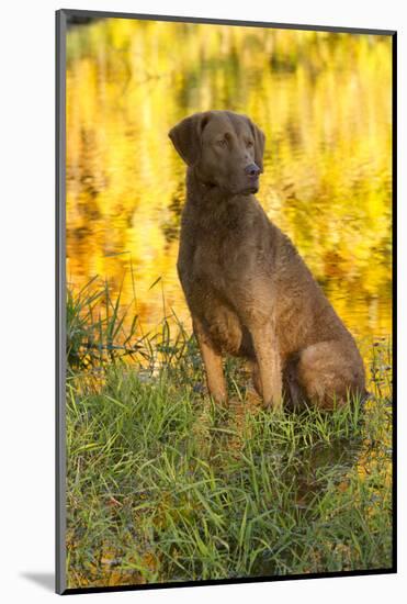 Chesapeake Bay Retriever Retrieving at the Edge of Pond with Autumn Leaf Reflections, Harrisville-Lynn M^ Stone-Mounted Photographic Print