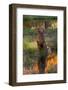 Chesapeake Bay Retriever Retrieving at the Edge of Pond with Autumn Leaf Reflections, Harrisville-Lynn M^ Stone-Framed Photographic Print