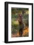 Chesapeake Bay Retriever Retrieving at the Edge of Pond with Autumn Leaf Reflections, Harrisville-Lynn M^ Stone-Framed Photographic Print