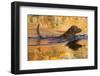 Chesapeake Bay Retriever Retrieving at the Edge of Pond with Autumn Leaf Reflections, Harrisville-Lynn M^ Stone-Framed Photographic Print