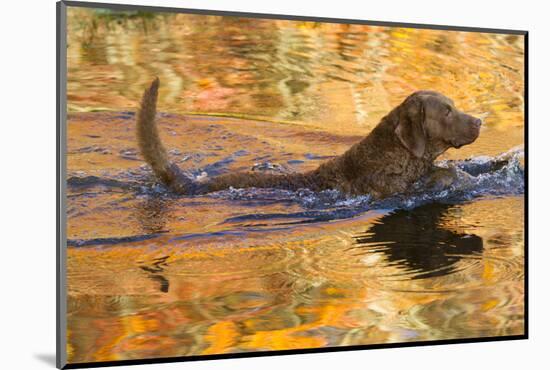 Chesapeake Bay Retriever Retrieving at the Edge of Pond with Autumn Leaf Reflections, Harrisville-Lynn M^ Stone-Mounted Photographic Print