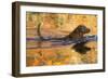 Chesapeake Bay Retriever Retrieving at the Edge of Pond with Autumn Leaf Reflections, Harrisville-Lynn M^ Stone-Framed Photographic Print