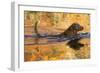 Chesapeake Bay Retriever Retrieving at the Edge of Pond with Autumn Leaf Reflections, Harrisville-Lynn M^ Stone-Framed Photographic Print