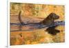 Chesapeake Bay Retriever Retrieving at the Edge of Pond with Autumn Leaf Reflections, Harrisville-Lynn M^ Stone-Framed Photographic Print