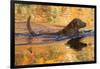 Chesapeake Bay Retriever Retrieving at the Edge of Pond with Autumn Leaf Reflections, Harrisville-Lynn M^ Stone-Framed Photographic Print