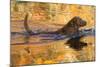 Chesapeake Bay Retriever Retrieving at the Edge of Pond with Autumn Leaf Reflections, Harrisville-Lynn M^ Stone-Mounted Photographic Print