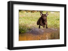Chesapeake Bay Retriever Retrieving at the Edge of Pond with Autumn Leaf Reflections, Harrisville-Lynn M^ Stone-Framed Photographic Print