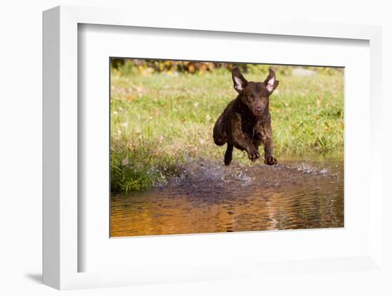 Chesapeake Bay Retriever Retrieving at the Edge of Pond with Autumn Leaf Reflections, Harrisville-Lynn M^ Stone-Framed Photographic Print