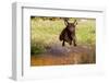 Chesapeake Bay Retriever Retrieving at the Edge of Pond with Autumn Leaf Reflections, Harrisville-Lynn M^ Stone-Framed Photographic Print