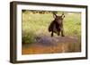 Chesapeake Bay Retriever Retrieving at the Edge of Pond with Autumn Leaf Reflections, Harrisville-Lynn M^ Stone-Framed Photographic Print