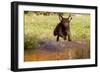 Chesapeake Bay Retriever Retrieving at the Edge of Pond with Autumn Leaf Reflections, Harrisville-Lynn M^ Stone-Framed Photographic Print