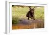 Chesapeake Bay Retriever Retrieving at the Edge of Pond with Autumn Leaf Reflections, Harrisville-Lynn M^ Stone-Framed Photographic Print