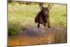 Chesapeake Bay Retriever Retrieving at the Edge of Pond with Autumn Leaf Reflections, Harrisville-Lynn M^ Stone-Mounted Photographic Print