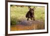 Chesapeake Bay Retriever Retrieving at the Edge of Pond with Autumn Leaf Reflections, Harrisville-Lynn M^ Stone-Framed Photographic Print