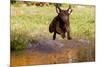 Chesapeake Bay Retriever Retrieving at the Edge of Pond with Autumn Leaf Reflections, Harrisville-Lynn M^ Stone-Mounted Photographic Print