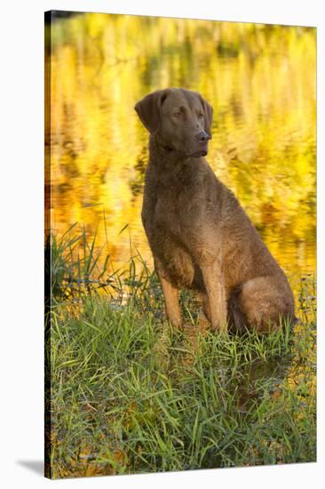 Chesapeake Bay Retriever Retrieving at the Edge of Pond with Autumn Leaf Reflections, Harrisville-Lynn M^ Stone-Stretched Canvas