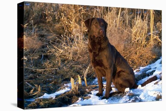 Chesapeake Bay Retriever Sitting in Marsh Grass, Late Afternoon, Southern Wisconsin, USA-Lynn M^ Stone-Stretched Canvas