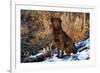 Chesapeake Bay Retriever Sitting in Marsh Grass, Late Afternoon, Southern Wisconsin, USA-Lynn M^ Stone-Framed Photographic Print