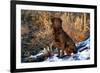 Chesapeake Bay Retriever Sitting in Marsh Grass, Late Afternoon, Southern Wisconsin, USA-Lynn M^ Stone-Framed Photographic Print
