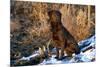 Chesapeake Bay Retriever Sitting in Marsh Grass, Late Afternoon, Southern Wisconsin, USA-Lynn M^ Stone-Mounted Photographic Print