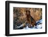 Chesapeake Bay Retriever Sitting in Marsh Grass, Late Afternoon, Southern Wisconsin, USA-Lynn M^ Stone-Framed Photographic Print