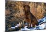 Chesapeake Bay Retriever Sitting in Marsh Grass, Late Afternoon, Southern Wisconsin, USA-Lynn M^ Stone-Mounted Photographic Print