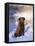 Chesapeake Bay Retriever Sitting in Snow by River, Illinois, USA-Lynn M. Stone-Framed Stretched Canvas