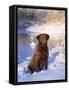 Chesapeake Bay Retriever Sitting in Snow by River, Illinois, USA-Lynn M. Stone-Framed Stretched Canvas