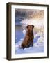 Chesapeake Bay Retriever Sitting in Snow by River, Illinois, USA-Lynn M. Stone-Framed Photographic Print