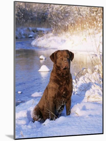 Chesapeake Bay Retriever Sitting in Snow by River, Illinois, USA-Lynn M. Stone-Mounted Photographic Print