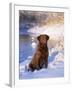 Chesapeake Bay Retriever Sitting in Snow by River, Illinois, USA-Lynn M. Stone-Framed Photographic Print